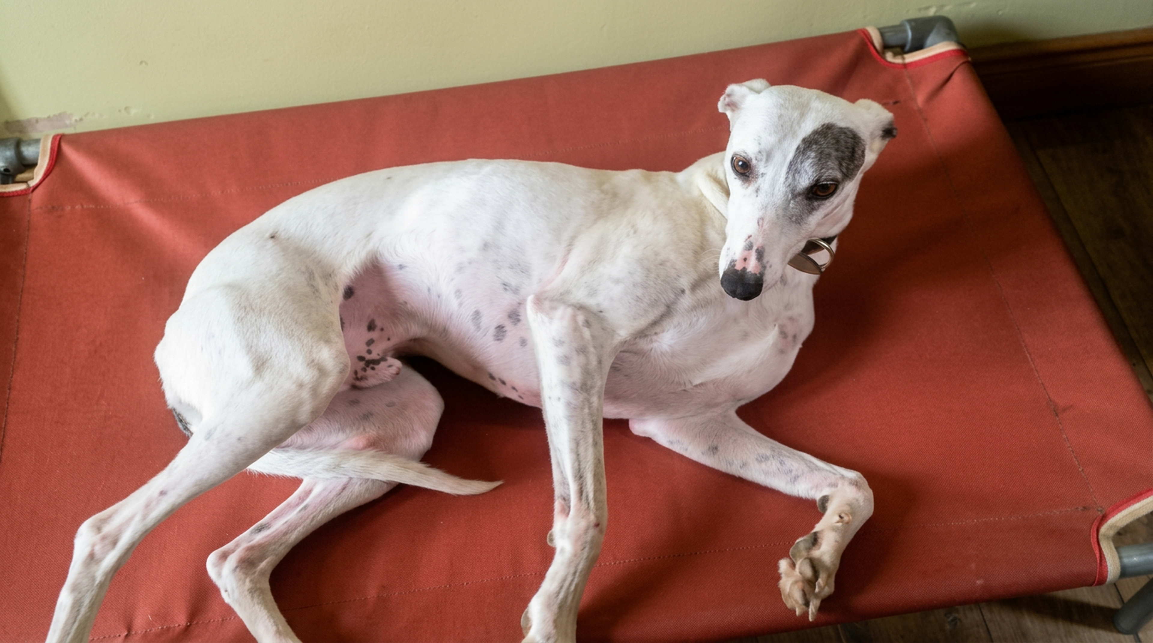 Whippet resting on a rust KosieCare bed